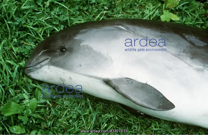 : Common PORPOISE - dead. Close-up of head : Common PORPOISE - dead. Close-up of head