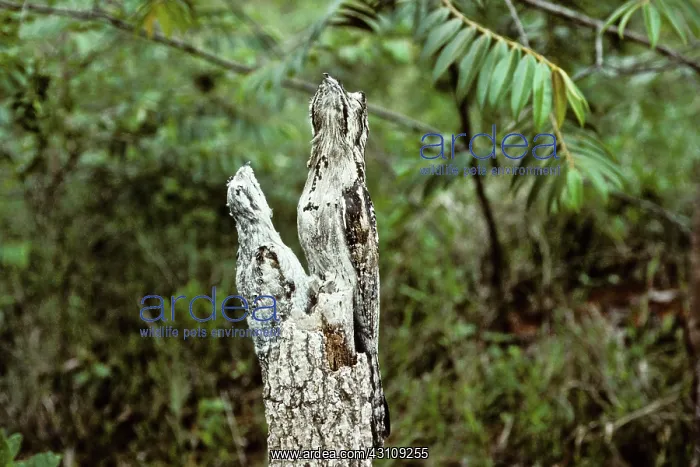 : Common Potoo adult and young : Common Potoo adult and young
