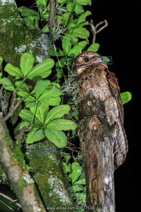 : Common Potoo / Grey Potoo / Lesser Potoo, Cali, Colombia : Common Potoo / Grey Potoo / Lesser Potoo, Cali, Colombia