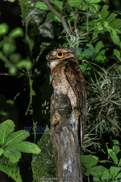 : Common Potoo / Grey Potoo / Lesser Potoo, Cali, Colombia : Common Potoo / Grey Potoo / Lesser Potoo, Cali, Colombia