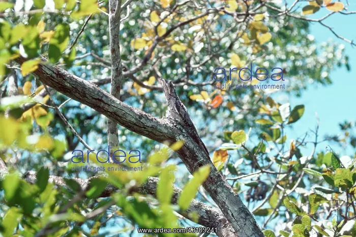 : Common Potoo in mimetic position : Common Potoo in mimetic position