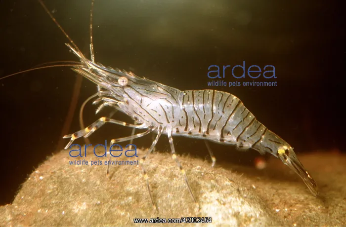 : COMMON PRAWN - WALKS ON ROCK : COMMON PRAWN - WALKS ON ROCK