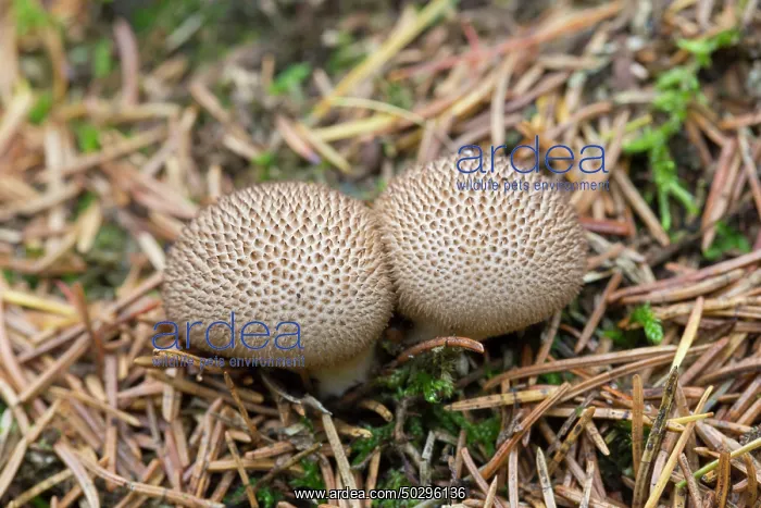 : Common Puffball : Common Puffball