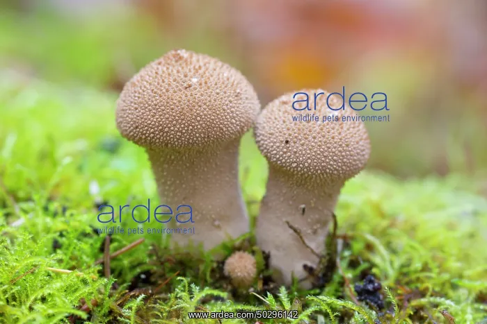 : Common Puffball : Common Puffball