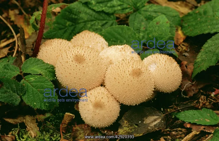 : COMMON PUFFBALL FUNGI : COMMON PUFFBALL FUNGI