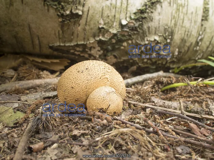 : Common Puffball fungus - Devil's snuff box - : Common Puffball fungus - Devil's snuff box -