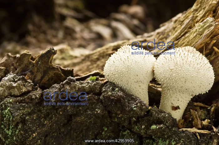: Common Puffball - growing amongst dead wood : Common Puffball - growing amongst dead wood