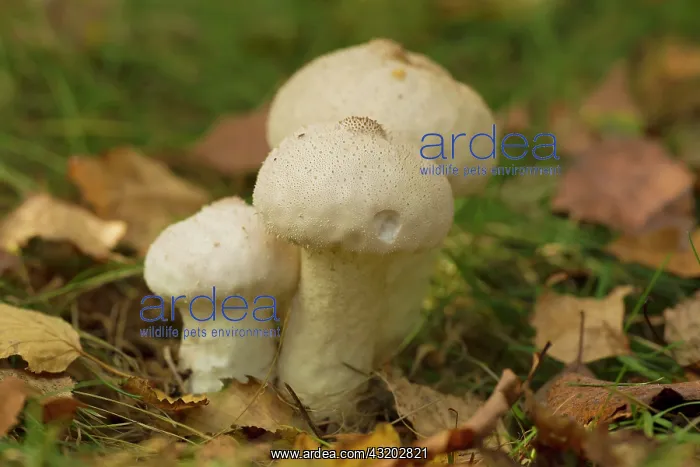 : Common Puffball - growing in woodland - Autumn : Common Puffball - growing in woodland - Autumn