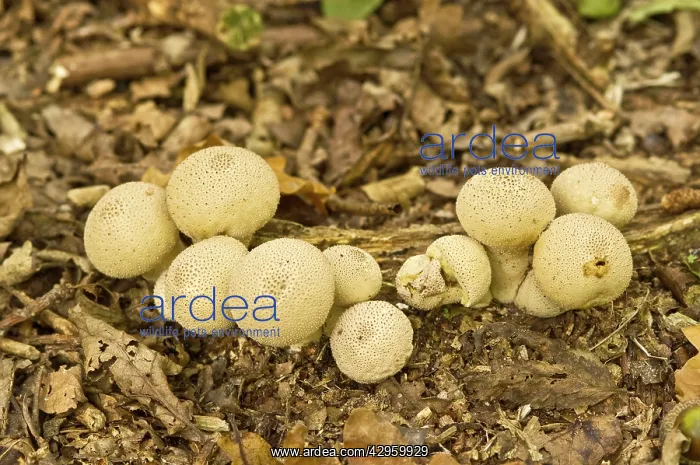 : Common Puffball - growing on woodland floor : Common Puffball - growing on woodland floor