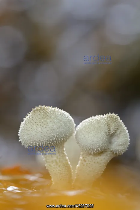 : Common Puffball (Lycoperdon perlatum) on the fo : Common Puffball (Lycoperdon perlatum) on the fo