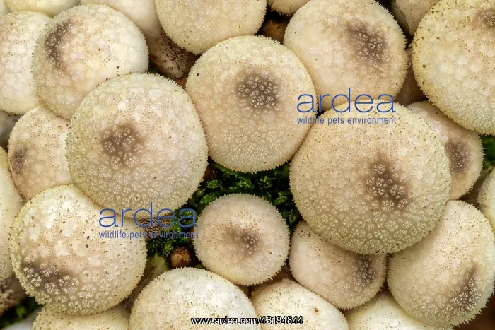 : Common Puffball (Lycoperdon perlatum), France : Common Puffball (Lycoperdon perlatum), France