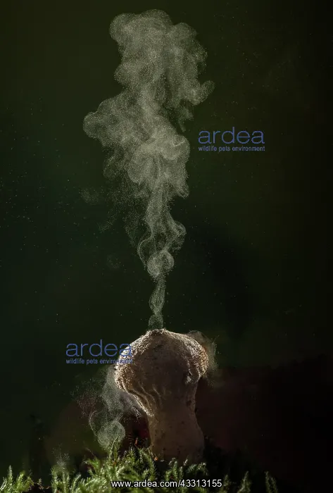 : Common puffball, Lycoperdon perlatum, producing : Common puffball, Lycoperdon perlatum, producing