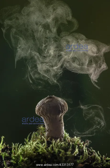 : Common puffball, Lycoperdon perlatum, producing : Common puffball, Lycoperdon perlatum, producing