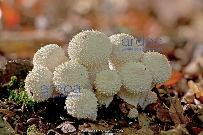 : Common Puffballs - in deep shade : Common Puffballs - in deep shade