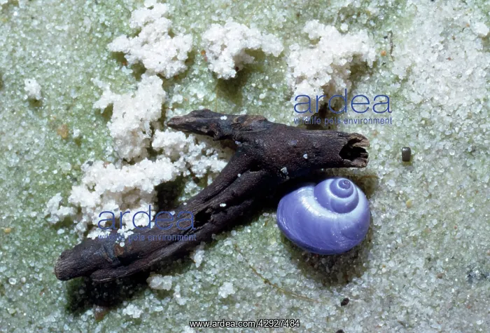 : common purple Sea Snail - washed up on beach : common purple Sea Snail - washed up on beach