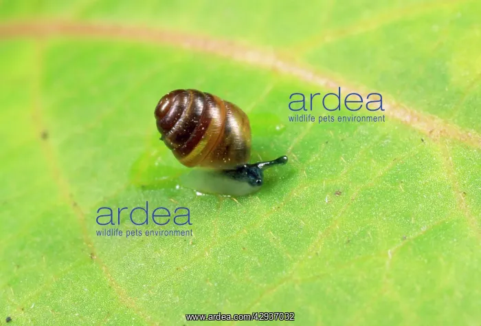 : Common Pygmy Snail - 2mm in length : Common Pygmy Snail - 2mm in length
