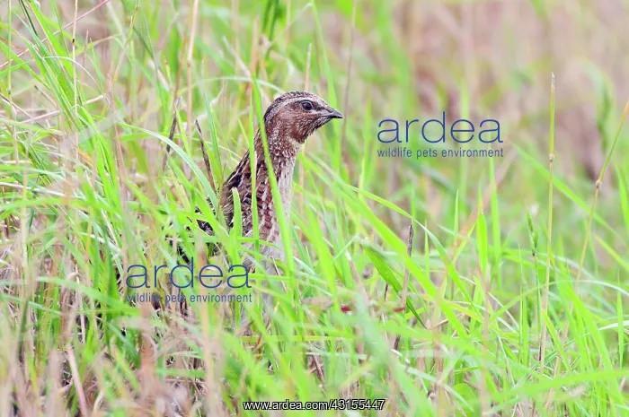 : Common Quail : Common Quail
