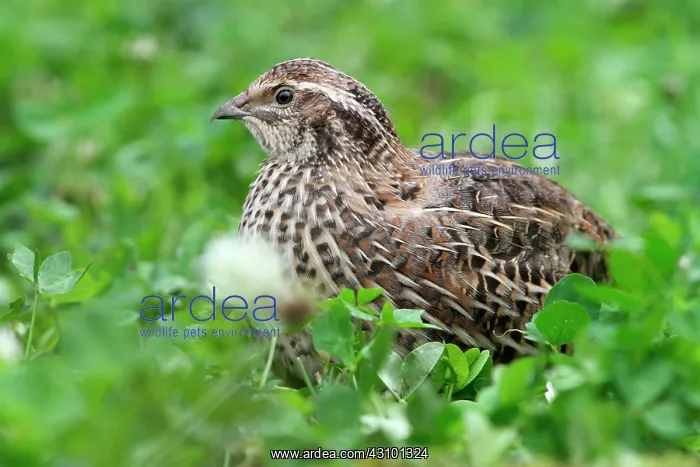 : Common Quail (Coturnix coturnix) : Common Quail (Coturnix coturnix)