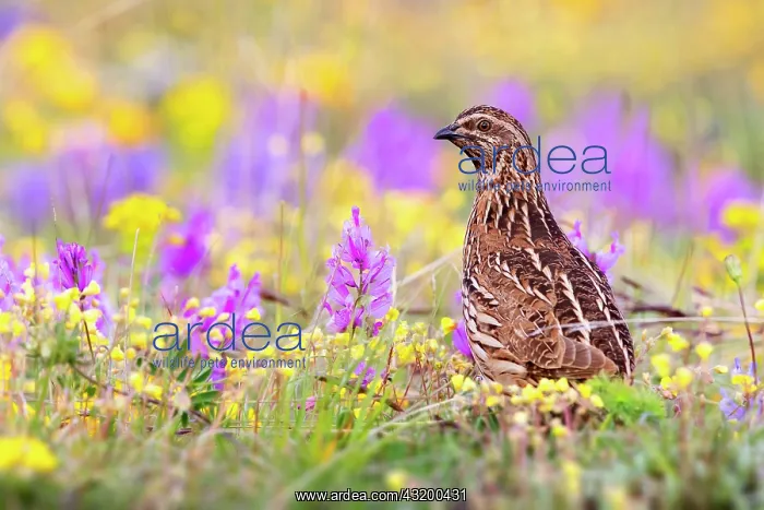  : Common Quail (Coturnix coturnix), adult male standing