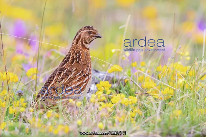 : Common Quail (Coturnix coturnix), adult male standing : Common Quail (Coturnix coturnix), adult male standing