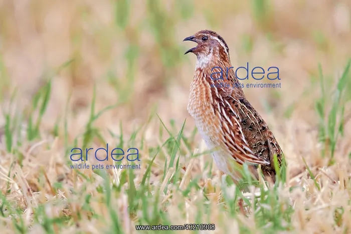 : Common Quail (Coturnix coturnix), side view of an : Common Quail (Coturnix coturnix), side view of an