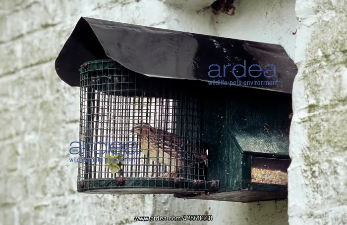 : Common Quail in nestbox : Common Quail in nestbox