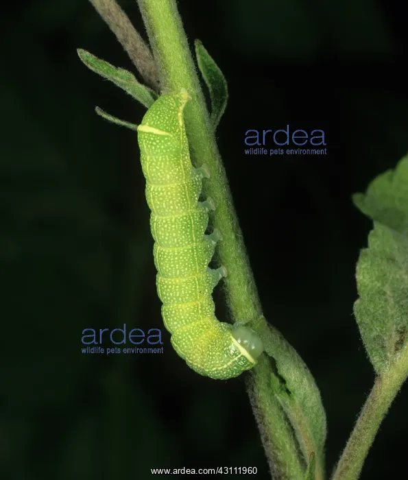 : Common quaker moth caterpillar : Common quaker moth caterpillar