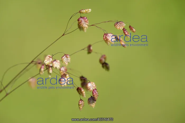: Common Quaking Grass : Common Quaking Grass