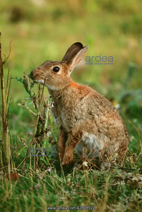 : Common Rabbit : Common Rabbit