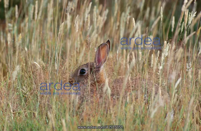 : Common Rabbit : Common Rabbit