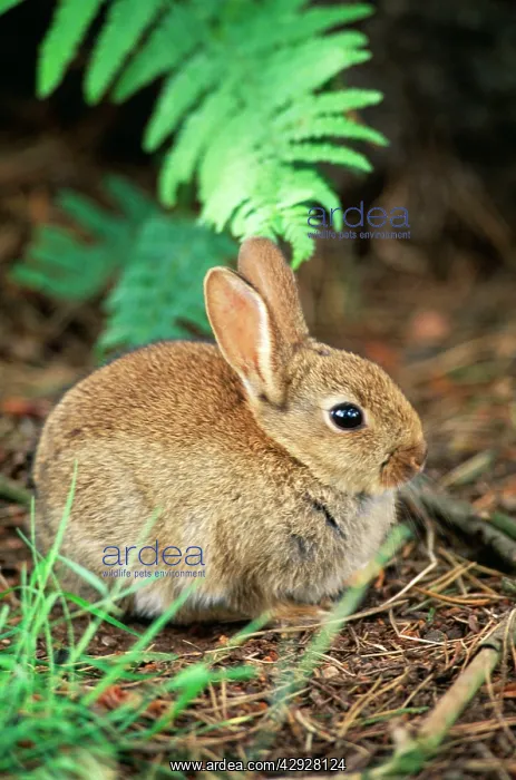 : Common RABBIT : Common RABBIT