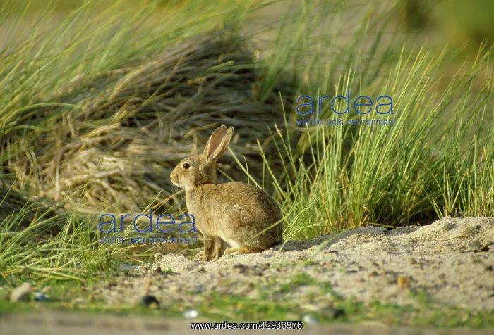 : Common RABBIT : Common RABBIT