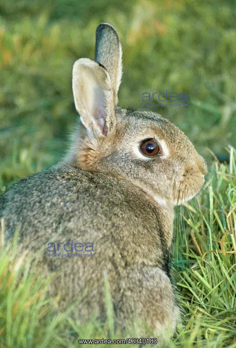 : Common RABBIT : Common RABBIT