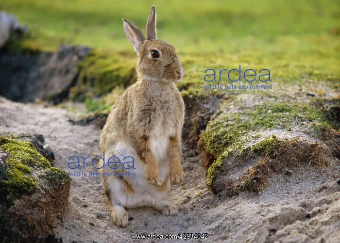 : Common RABBIT - sitting up : Common RABBIT - sitting up
