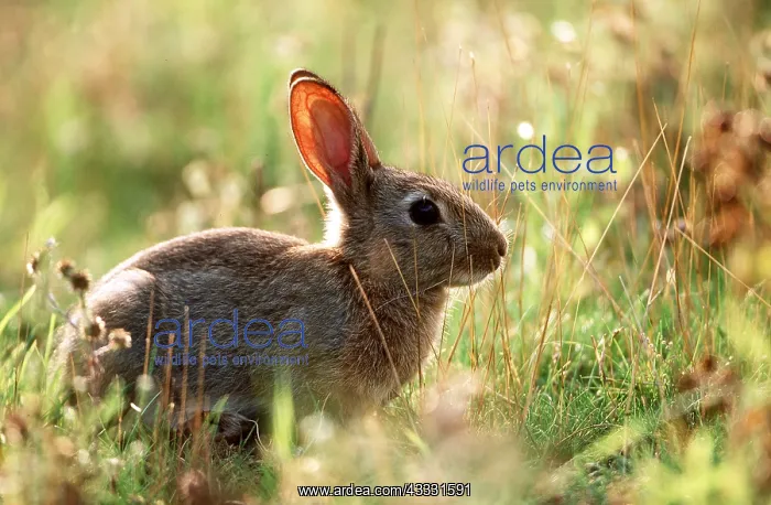 : Common RABBIT - in sunlit field : Common RABBIT - in sunlit field
