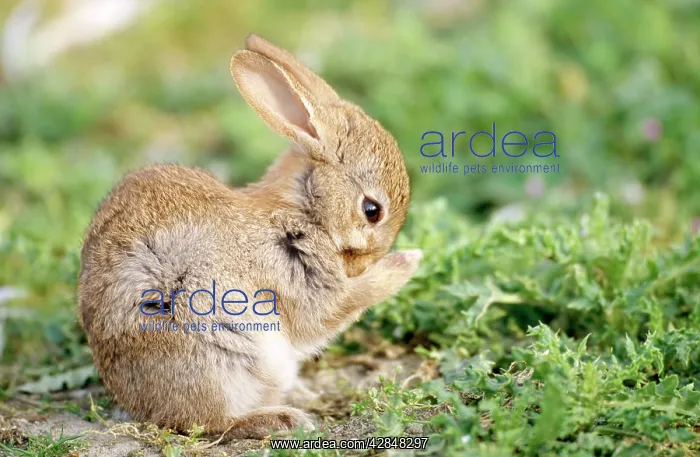 : Common RABBIT- young, cleaning : Common RABBIT- young, cleaning