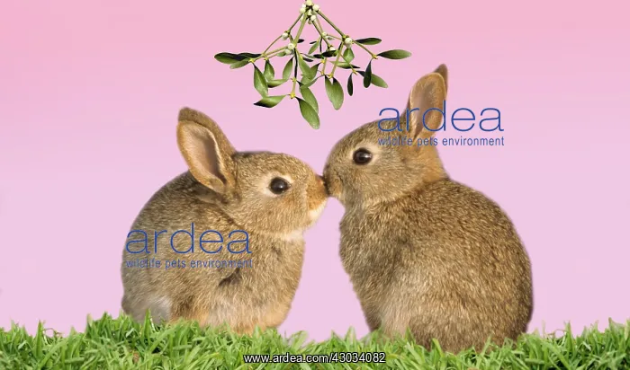 : Common Rabbit, young kissing under mistletoe : Common Rabbit, young kissing under mistletoe
