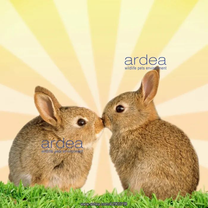 : Common Rabbit, two young kissing in front of yellow sunburst : Common Rabbit, two young kissing in front of yellow sunburst