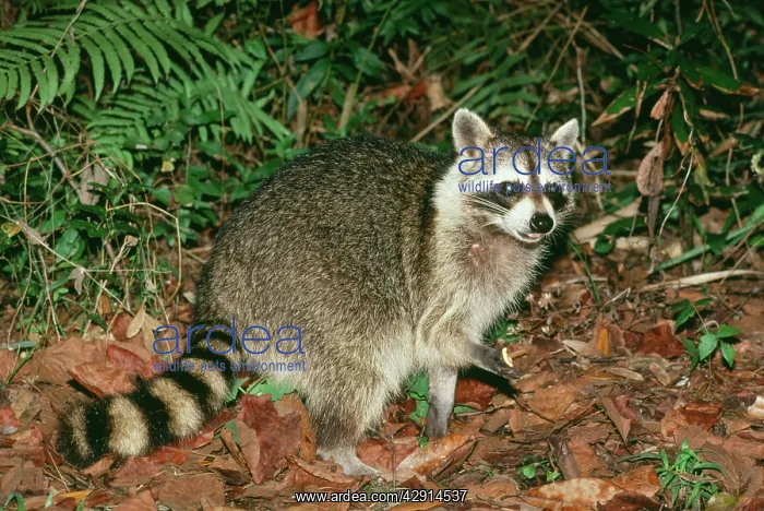 : Common Raccoon : Common Raccoon