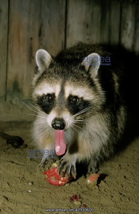 : Common Raccoon - adult female, eating an apple : Common Raccoon - adult female, eating an apple