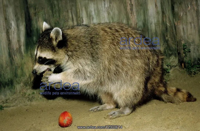 : Common Raccoon - adult female, eating an apple - side view : Common Raccoon - adult female, eating an apple - side view