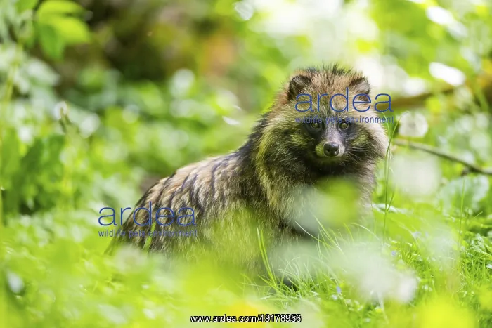 : Common raccoon dog (Nyctereutes procyonoides) sitting in the grass : Common raccoon dog (Nyctereutes procyonoides) sitting in the grass