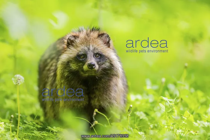 : Common raccoon dog (Nyctereutes procyonoides) standing in the grass : Common raccoon dog (Nyctereutes procyonoides) standing in the grass