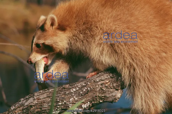: Common RACCOON - with fish in mouth : Common RACCOON - with fish in mouth