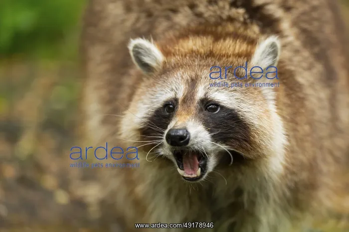 : Common raccoon (Procyon lotor) : Common raccoon (Procyon lotor)