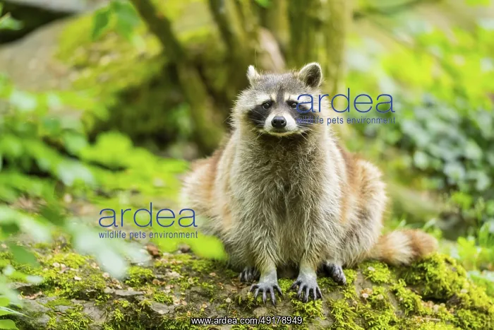 : Common raccoon (Procyon lotor) on sitting on a rock : Common raccoon (Procyon lotor) on sitting on a rock