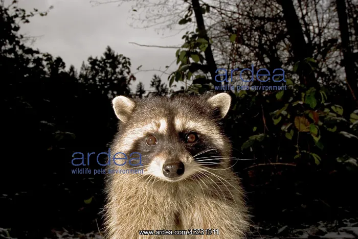 : Common raccoon, Procyon lotor, Stanley Park : Common raccoon, Procyon lotor, Stanley Park