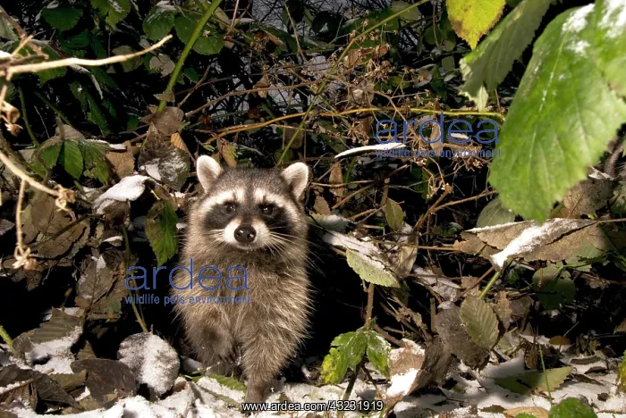 : Common raccoon, Procyon lotor, Stanley Park : Common raccoon, Procyon lotor, Stanley Park