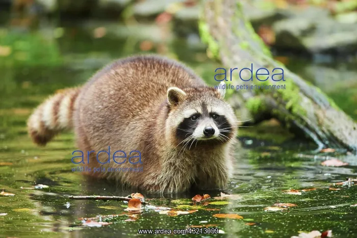 : Common raccoon (Procyon lotor) in the water, Bavaria : Common raccoon (Procyon lotor) in the water, Bavaria
