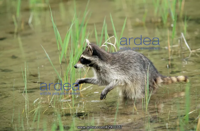: Common Raccoon - in water : Common Raccoon - in water